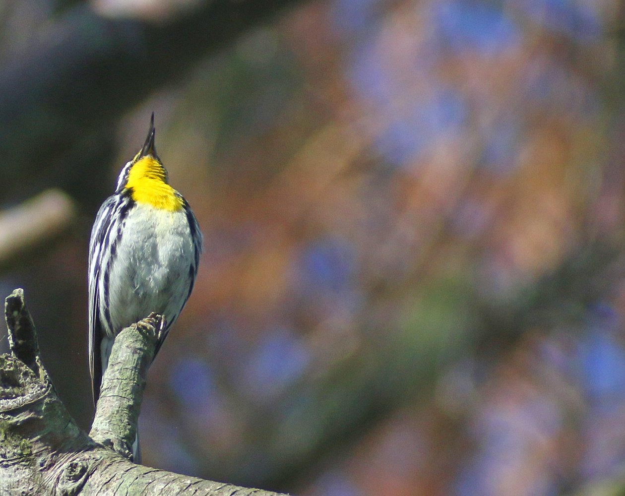 Yellow-throated Warbler singing