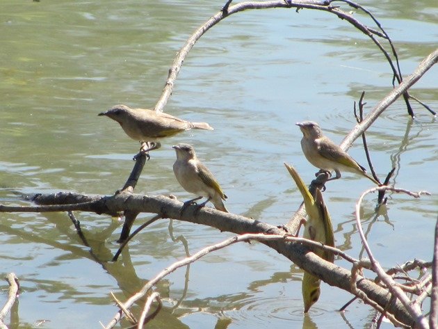 Yellow-tinted Honeyeater & Rufous-throated Honeyeaters (2)