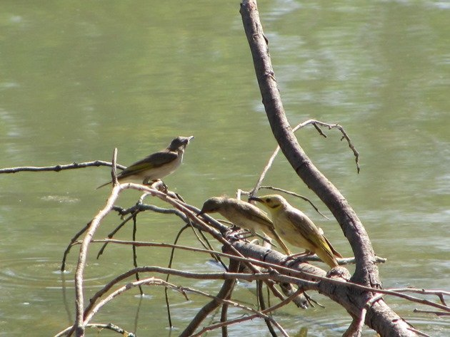 Yellow-tinted Honeyeater & Rufous-throated Honeyeaters