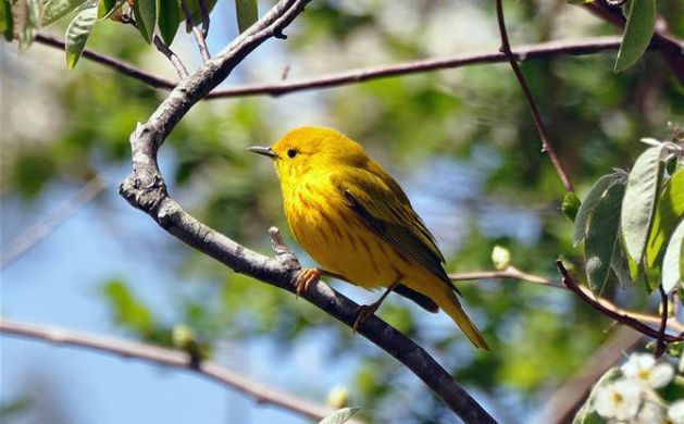 Yellow_Warbler