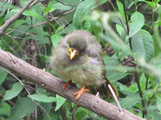 Young Bell Miner