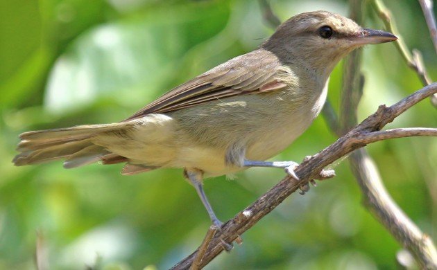 Yucatan Vireo 2