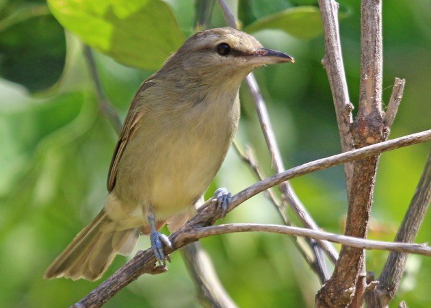 Yucatan Vireo