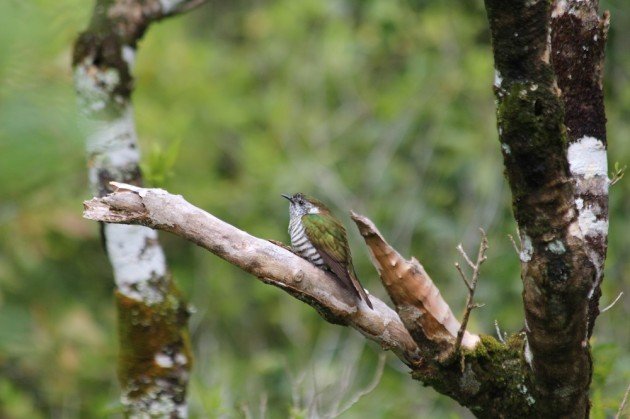 Zealandia 057