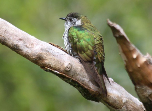 Shining bronze cuckoo