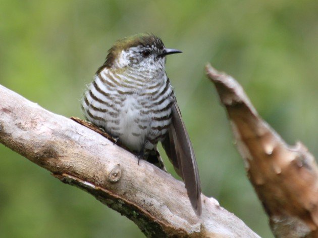 Zealandia 078