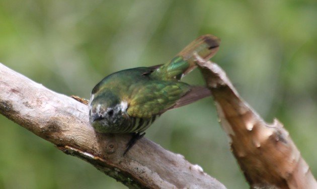 Zealandia 080