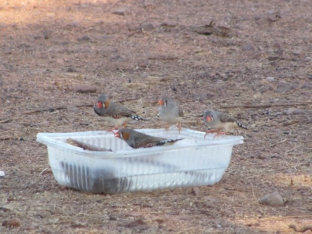 Zebra Finch