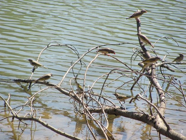 Zebra Finch & Rufous-throated Honeyeaters