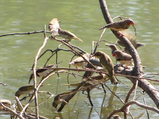 Zebra Finch,Banded Honeyeater & Rufous-throated Honeyeaters (2)