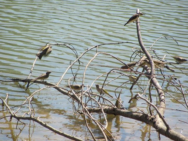 Zebra Finch,Banded Honeyeater & Rufous-throated Honeyeaters (3)