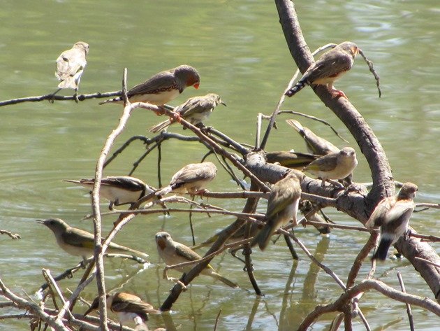 Zebra Finch,Banded Honeyeater & Rufous-throated Honeyeaters