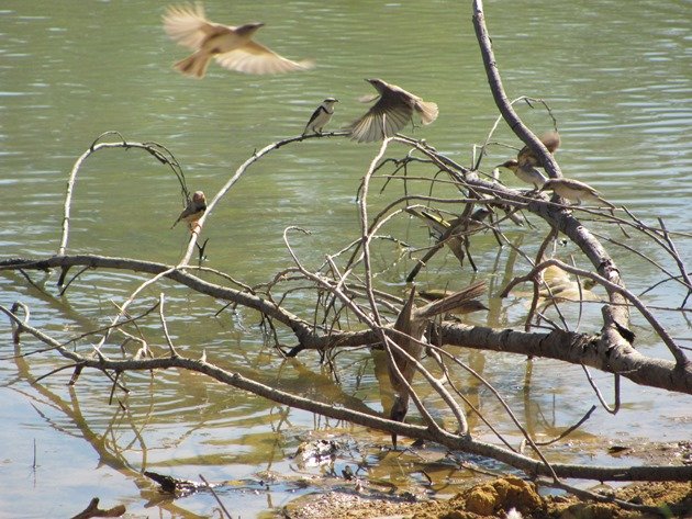 Zebra Finch,Little Friarbird,Banded Honeyeaters & Rufous-throated Honeyeaters (2)