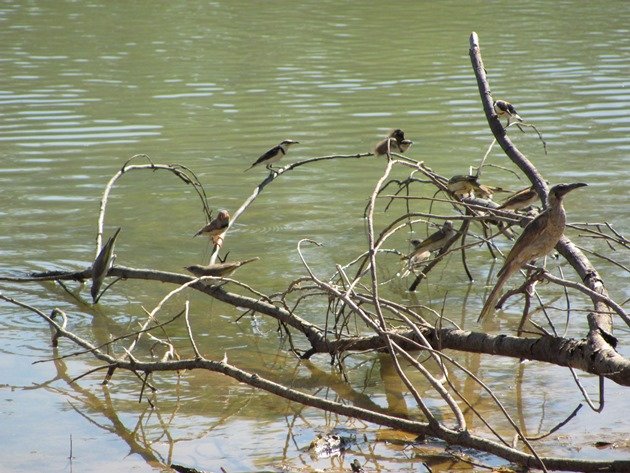 Zebra Finch,Little Friarbird,Banded Honeyeaters & Rufous-throated Honeyeaters