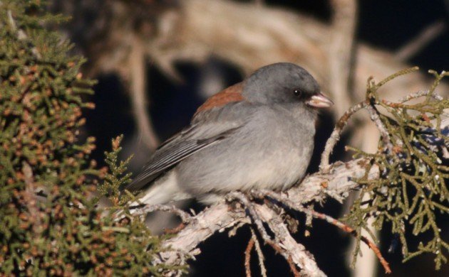 Zion Dark-eyed Junco