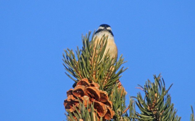 Zion Red-breasted Nuthatch blue sky
