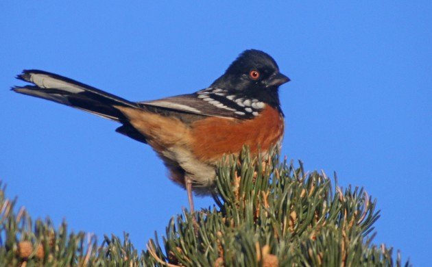 Zion Spotted Towhee