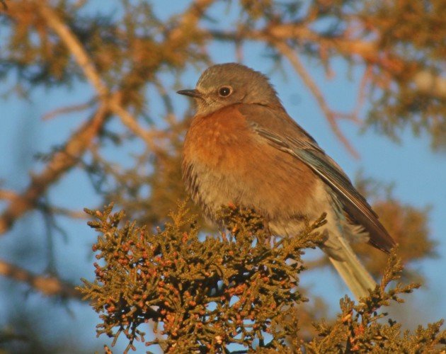 Zion Western Bluebird