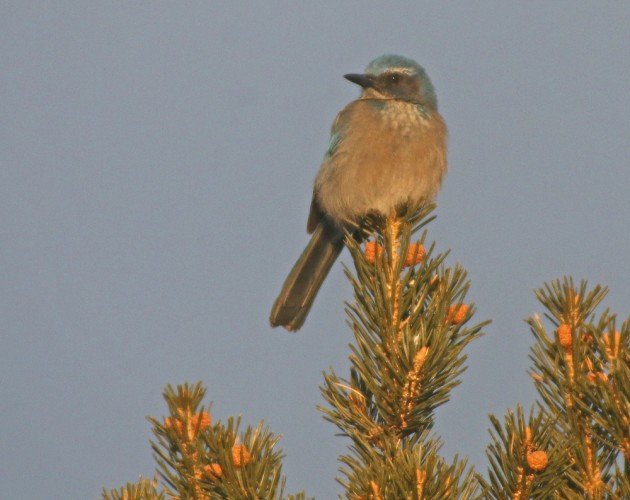 Zion Western Scrub-Jay