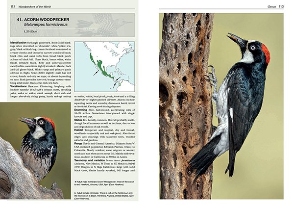 Acorn Woodpecker