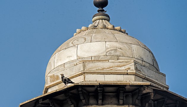 agra.black kite on mosque dome.630