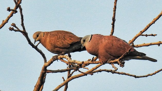 agra.redcollareddove.630