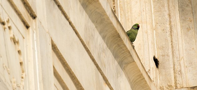 agra.rrparakeet.7110