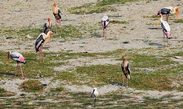 agra.storks.2.630