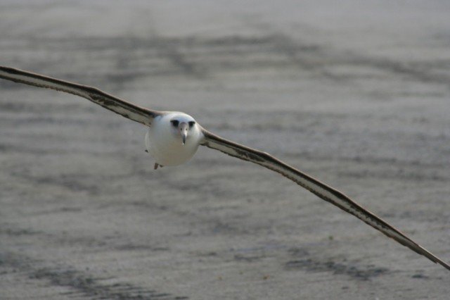 albatross-flight-1024x682