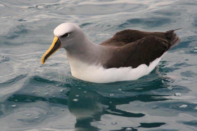 Buller's albatross