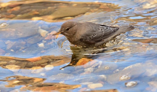 American Dipper