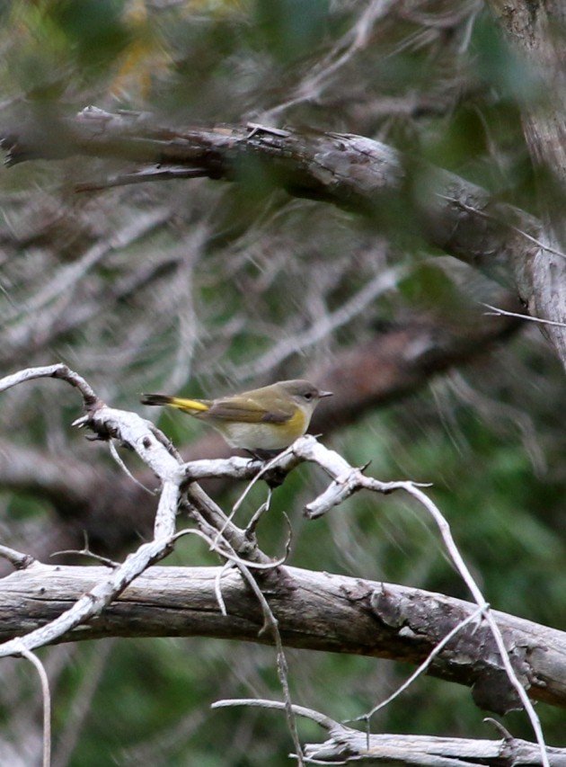 american redstart 2