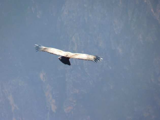 andean condor, nature, birding, condor, columbia