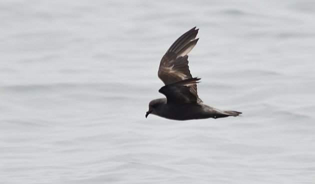 Ashy Storm-Petrel