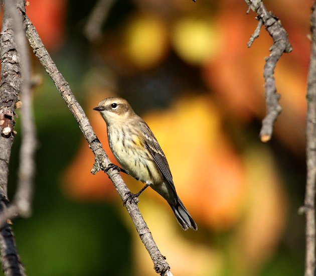 autumn Yellow-rumped Warbler