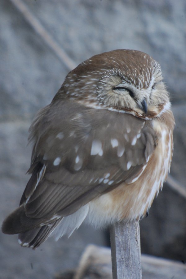 awake saw whet owl