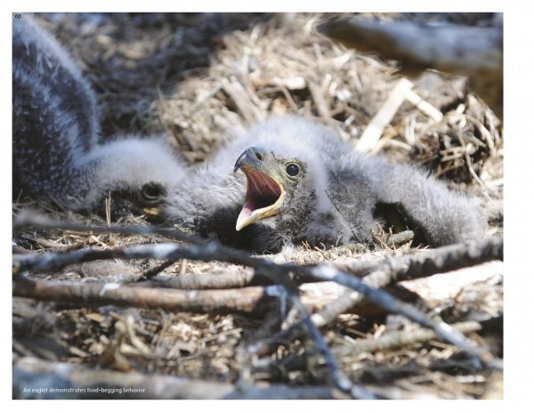 Baby Bald Eagle by Craig A. Koppie