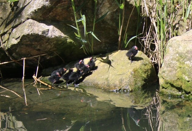 baby moorhens