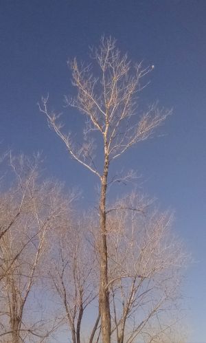 Tiny kestrel in the top of a bare tree