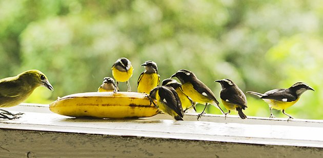 bananaquits