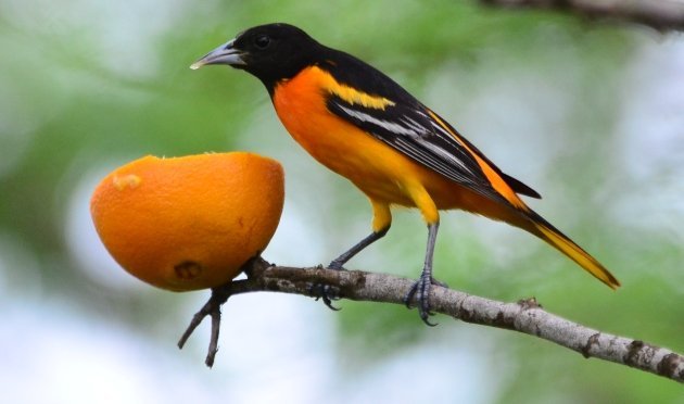 Baltimore Oriole