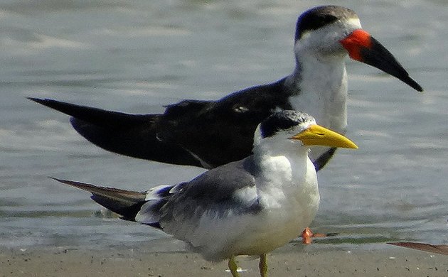 tern and skimmer