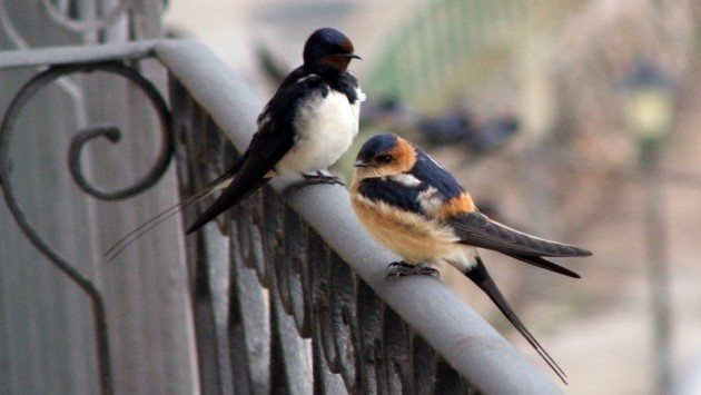 barn swallow + redrumped swallow