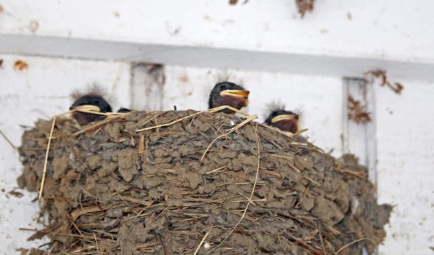 barn swallows, baby, chick, nature, georgia