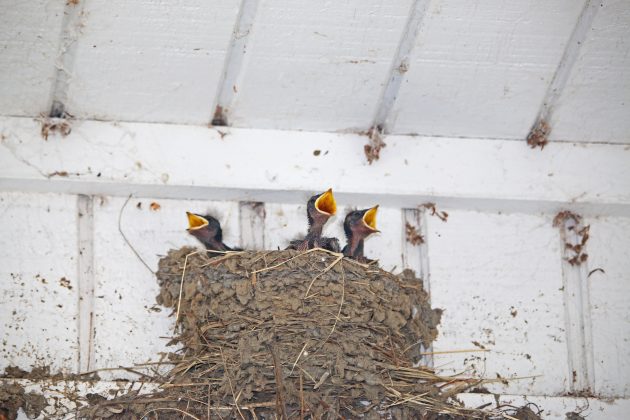 barn swallows, babies, nature