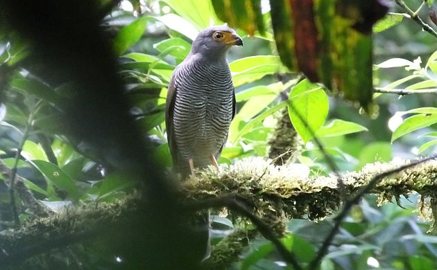 barred forest falcon