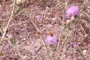 Honeybee on spotted knapweed, Missoula MT