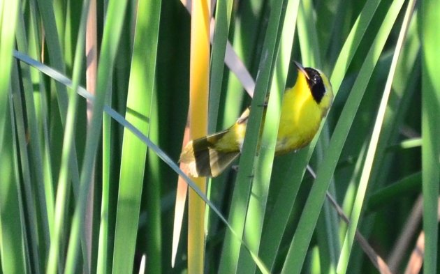 Belding's Yellowthroat