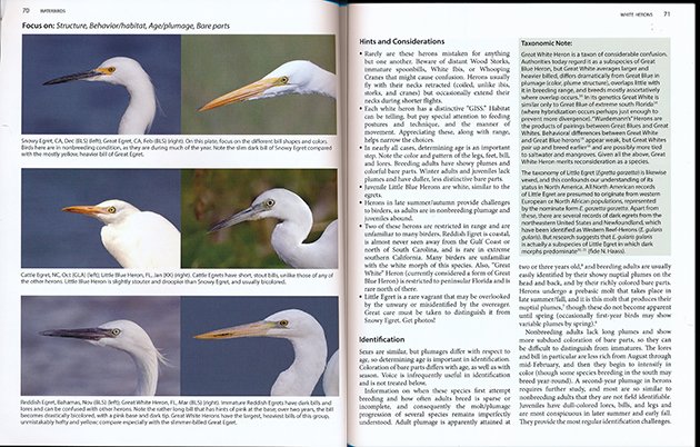 betterbirding.egrets.focus.630