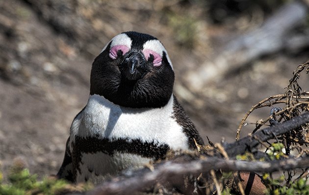 bettysbay.penguin.closeup.c